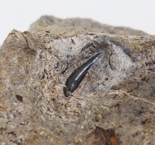 Zahn, Steneosaurus sp., Jura