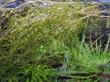 Potamogeton curly  Rarität 