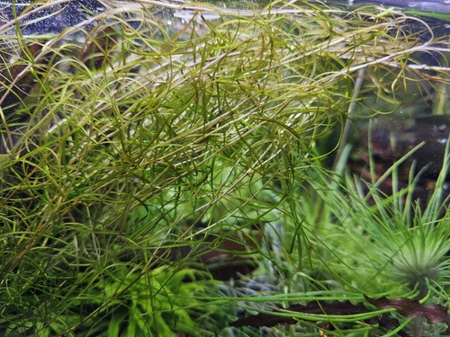 Potamogeton curly rarität - curly,