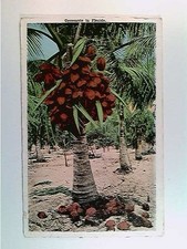 Coconuts in Florida, USA, AK