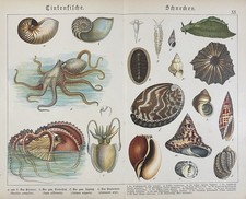 antike Grafik Fauna: Schnecken