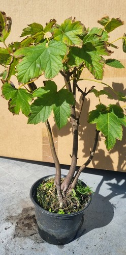 Bonsai bergahorn acer - ,