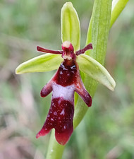 Fliegen Ragwurz Ophrys