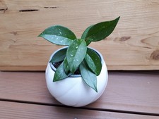 Hoya carnosa jungpflanze - carnosa,