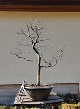 Rotbuche Fagus Sylvatica