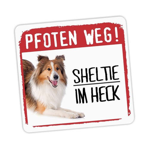 Sheltie shetland sheepdog - shetland,