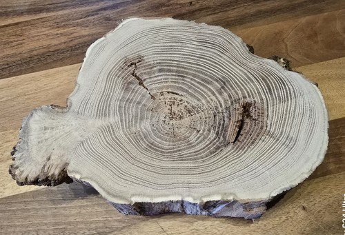 Baumscheibe robinie mit - baumscheibe,