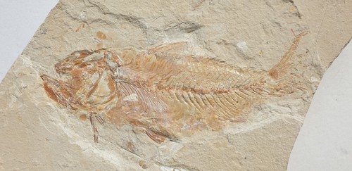 Nematonotus longispinus 16cm - nematonotus,