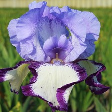 Iris Rhizom Staude Blüten