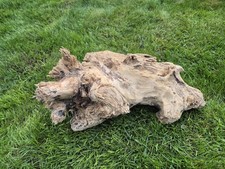 56 cm XL Treibholz Schwemmholz