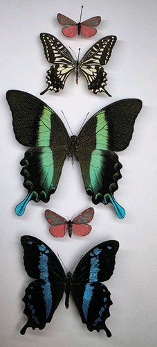 Echte schmetterling sammlung - sammlung, x