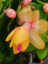 Weihnachtskaktus, Schlumbergera , orange, gelbe Blüte, im Topf, viele Knospen