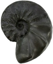 Trias  Ceratides nodosus