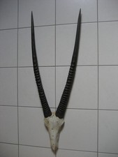 TOLLES  ANTILOPEN  -  GEWEIH.