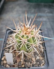 Echinopsis sp. Ovalle, La