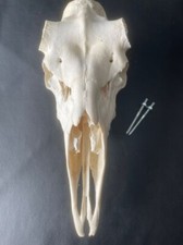 ELCH SCHÄDEL  Abwurfstangen Elchgeweih Nr.3