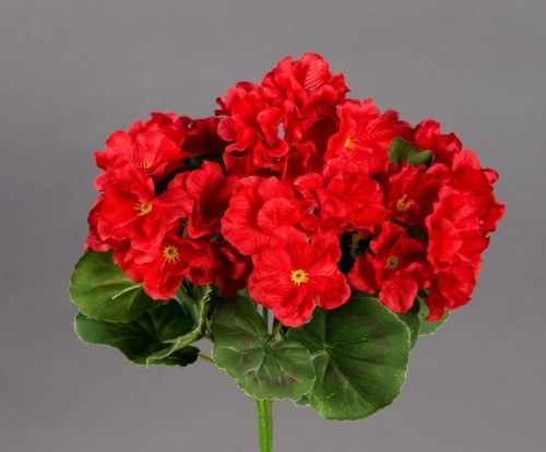 Geranie 26cm rot ohne - geranie, -ohne