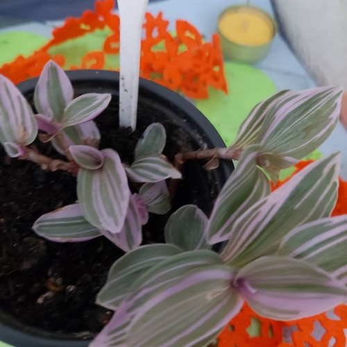 Tradescantia sweet sweetness - tradescantia,