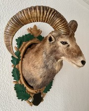 Mufflon mufflonpräparat - mufflon,