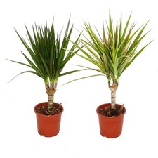 Set aus 2 verschiedenen