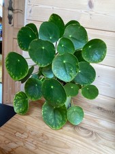 pilea peperomioides