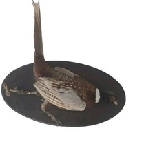 Tierpräparat Fasan, Hahn