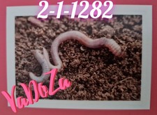 Abenteuer  Tierwelt  -