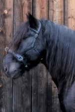 Kappzaum Leder Natan XF XXF Übergröße Kaltblut Nasenplatte Schwarz X Full Tysons