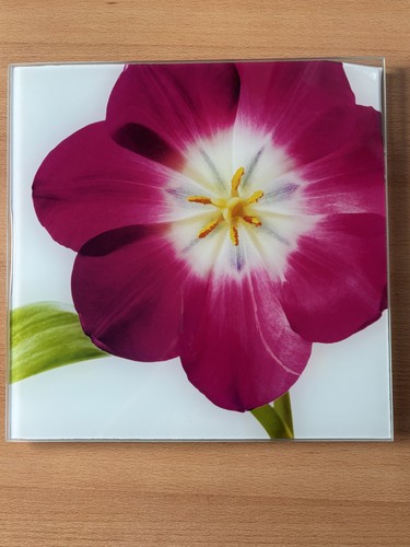 Glasbild tulip 30 cm - glasbild,