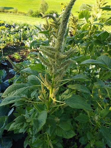 Schwarzer perl amaranth - schwarzer, perl-amaranth