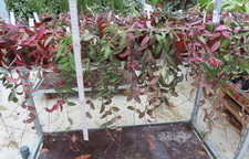 Hoya Rosita Wachsblume 12er