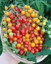  JOHANNISBEERTOMATE rot und gelb 40 Samen Wildtomate Tomatensamen fruchtig süß