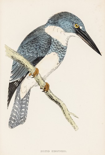 Eisvogel kingfisher original - eisvogel,