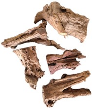 Mangrovenwurzel Mangrove für