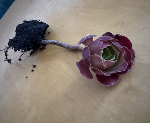 Aeonium arboreum - , v