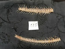 Echte Tier Fisch Knochen Hexen