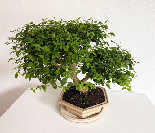 Ligustrum ovalifolium liguster - ligustrum,