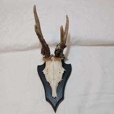 1 abnormes Rehgeweih