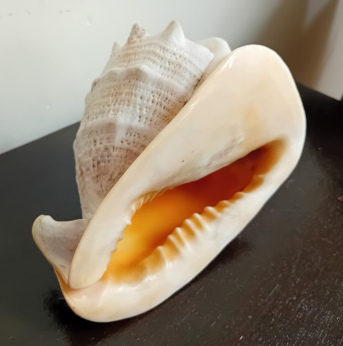 Cassis cornuta muschel helm - cornuta,