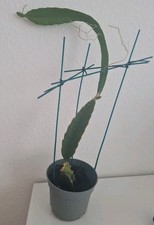 Pitahaya Drachenfrucht  Kaktus