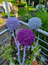 ALLIUM - BETONKUGEL -