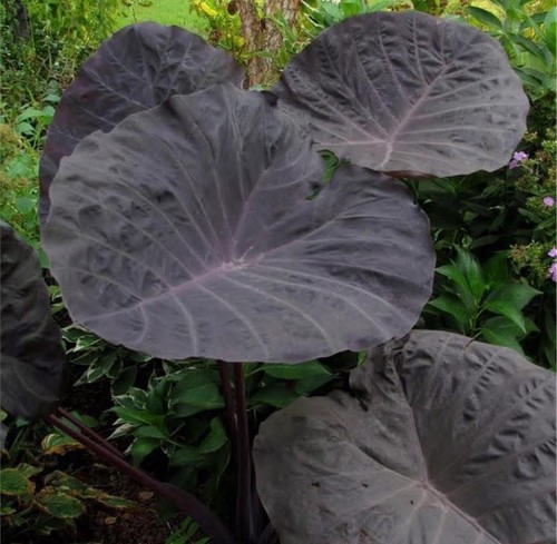Colocasia noble gigante - ‘noble, gigante’