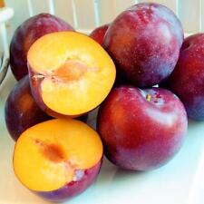 Pflaume GRAF ALTHANNS RENEKLODE 130-150 cm hoch