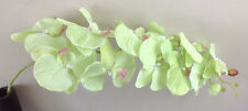 Orchideenzweig 122 cm grün
