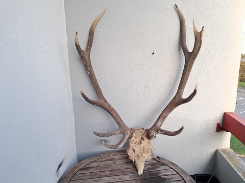 Hirschschlachten elaph cervus - hirschschlachten, elaph;