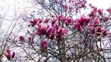 Magnolie Stecklinge rot winterharte Pflanzen Blumen für den Garten Deko... !