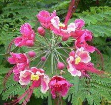 Caesalpinia pulcherrima | Pink