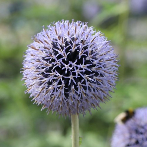 Gewöhnliche kugeldistel - kugeldistel, –