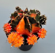 Schöner Ausgefallener