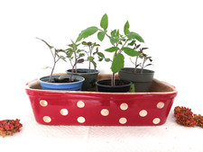 Soufflenheim Retro-Auflaufform Lehmann  80er Rot Weiße Punkte Fliegenpilz Shabby